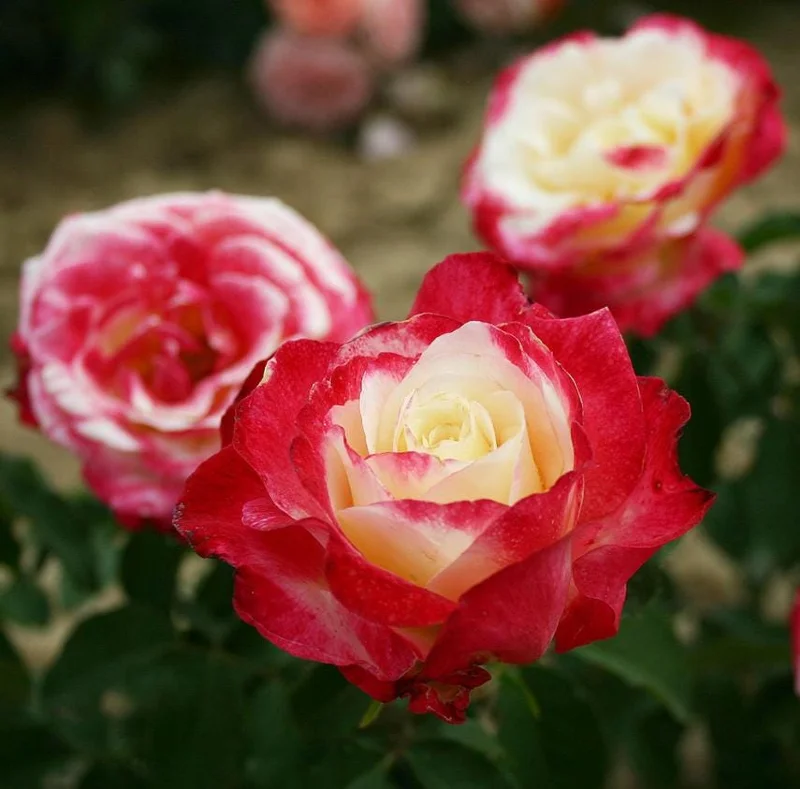 Double Delight Rose Bush Live Plant - Fragrant Heirloom Flower - 4-6 Inch Tall Double Delight Rose Bush Live Plant - Fragrant Heirloom Flower - 4-6 Inch Tall - Image 3