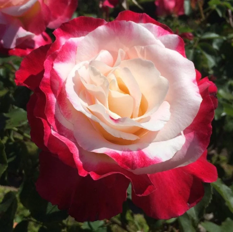 Double Delight Rose Bush Live Plant - Fragrant Heirloom Flower - 4-6 Inch Tall Double Delight Rose Bush Live Plant - Fragrant Heirloom Flower - 4-6 Inch Tall - Image 4