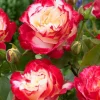 Double Delight Rose Bush Live Plant - Fragrant Heirloom Flower - 4-6 Inch Tall - Image 1