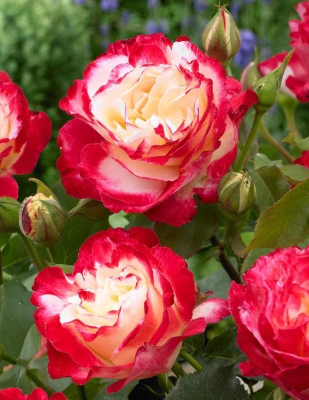 Double Delight Rose Bush Live Plant - Fragrant Heirloom Flower - 4-6 Inch Tall Double Delight Rose Bush Live Plant - Fragrant Heirloom Flower - 4-6 Inch Tall - Image 1