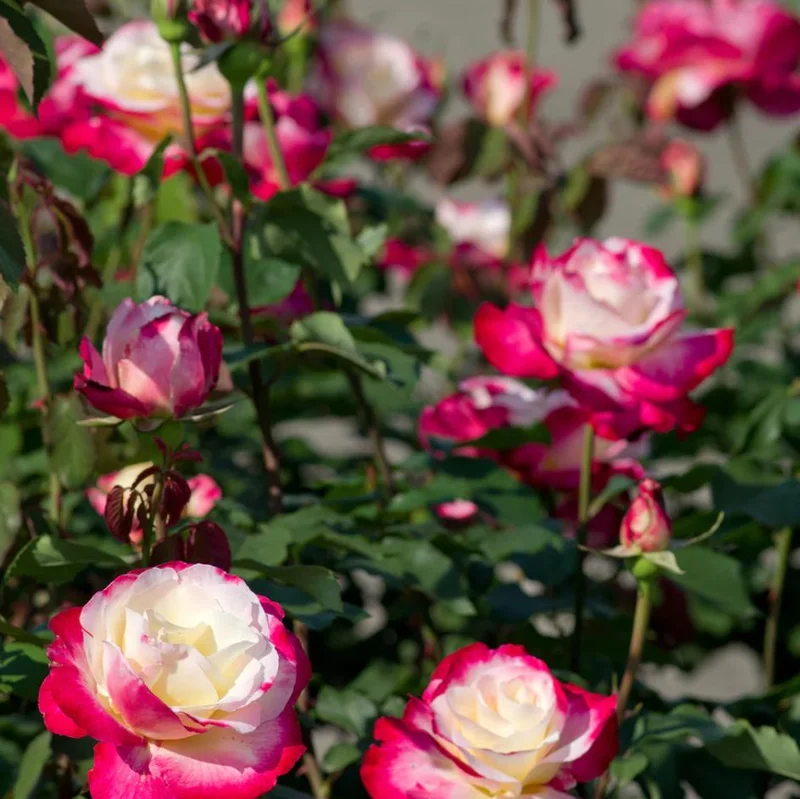 Double Delight Rose Bush Live Plant - Fragrant Heirloom Flower - 4-6 Inch Tall Double Delight Rose Bush Live Plant - Fragrant Heirloom Flower - 4-6 Inch Tall - Image 5