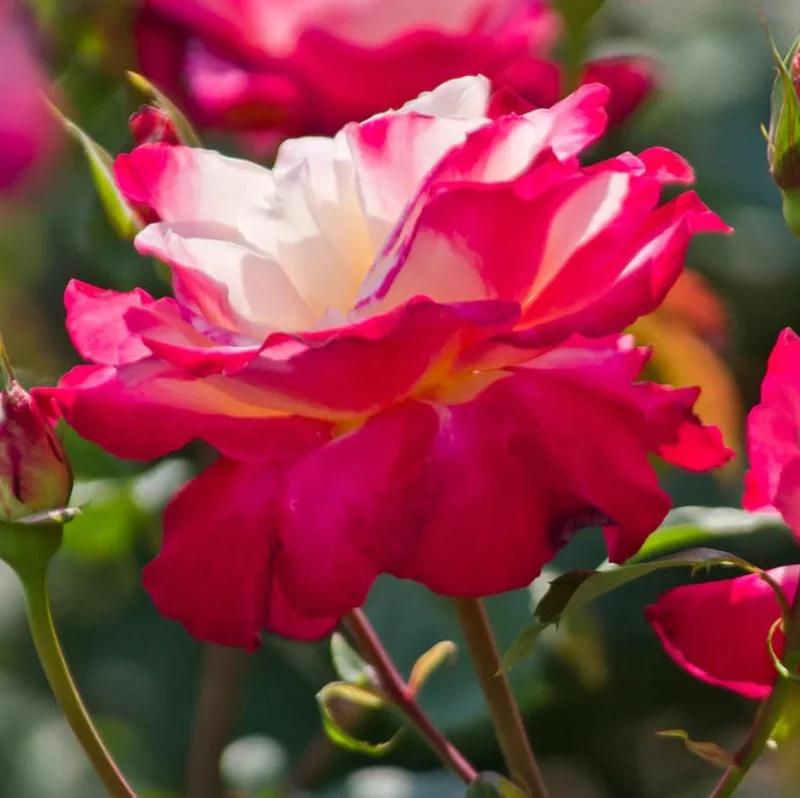 Double Delight Rose Bush Live Plant - Fragrant Heirloom Flower - 4-6 Inch Tall Double Delight Rose Bush Live Plant - Fragrant Heirloom Flower - 4-6 Inch Tall - Image 7