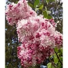 Double Pink Reblooming Lilac Live Plant - Fragrant Syringa Flowers 6-8 Inch Tall in Pot Double Pink Reblooming Lilac Live Plant - Fragrant Syringa Flowers 6-8 Inch Tall in Pot - Image 1