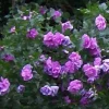 Double Purple/Pink Rose of Sharon Plant Cuttings - Set of 10 Unrooted Hibiscus syriacus Double Purple/Pink Rose of Sharon Plant Cuttings - Set of 10 Unrooted Hibiscus syriacus - Image 1