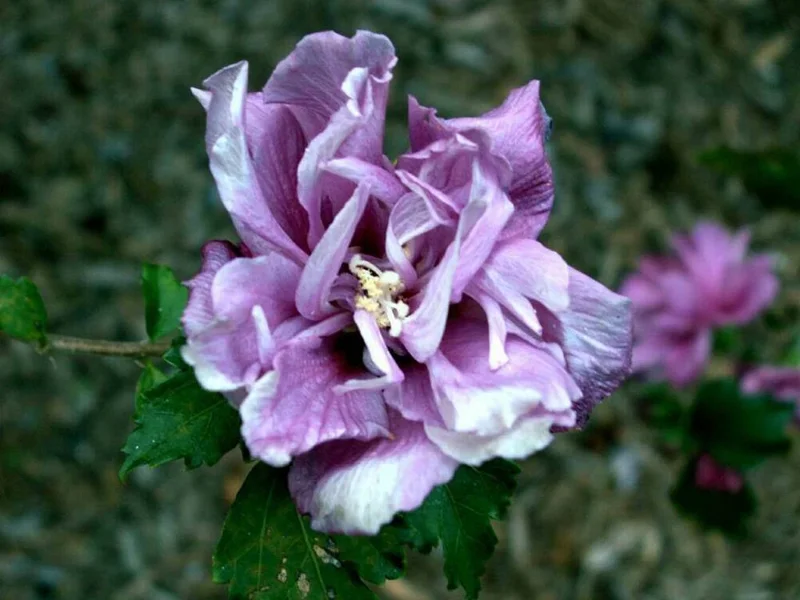 Double Purple/Pink Rose of Sharon Unrooted Cuttings - Set of 10, Outdoor Flowering Shrub - Image 2