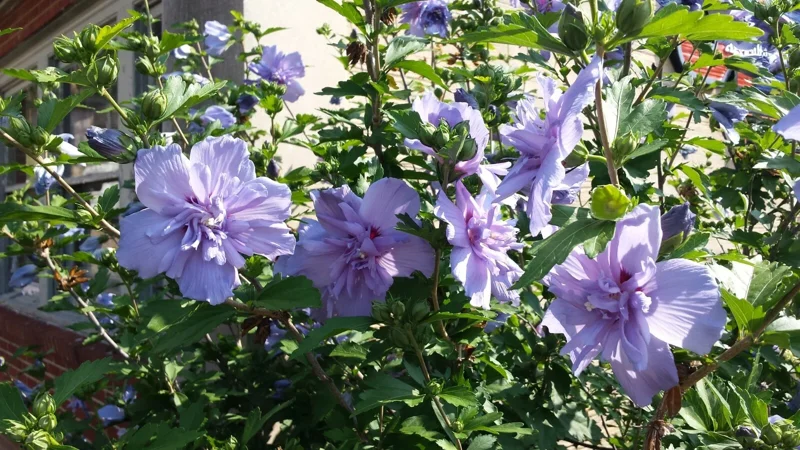 Double Purple/Pink Rose of Sharon Unrooted Cuttings - Set of 10 for Outdoor Planting Double Purple/Pink Rose of Sharon Unrooted Cuttings - Set of 10 for Outdoor Planting - Image 3
