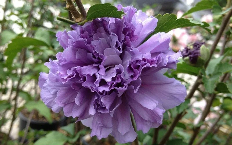 Double Purple/Pink Rose of Sharon Unrooted Cuttings - Set of 10 for Outdoor Planting Double Purple/Pink Rose of Sharon Unrooted Cuttings - Set of 10 for Outdoor Planting - Image 4