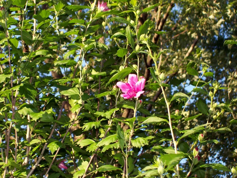 Double Purple/Pink Rose of Sharon Unrooted Cuttings - Set of 10 for Outdoor Planting Double Purple/Pink Rose of Sharon Unrooted Cuttings - Set of 10 for Outdoor Planting - Image 5