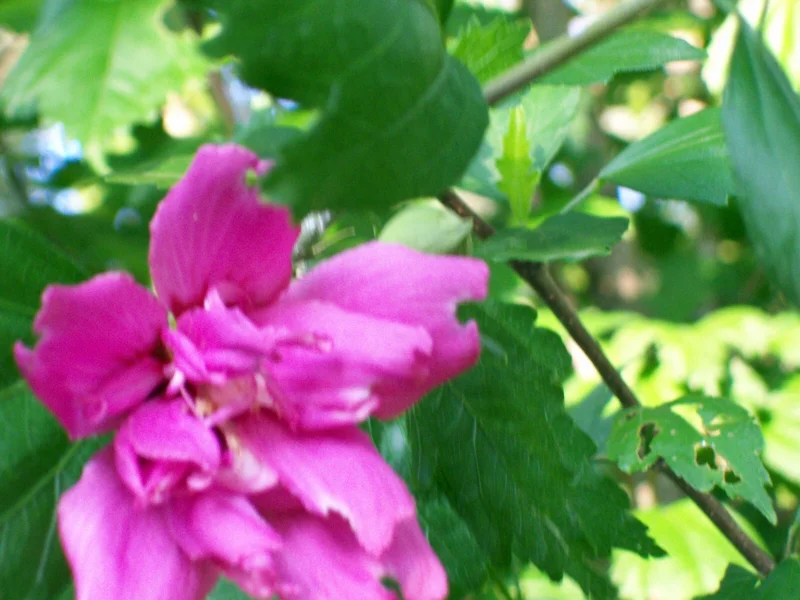 Double Purple/Pink Rose of Sharon Unrooted Cuttings - Set of 10 for Outdoor Planting Double Purple/Pink Rose of Sharon Unrooted Cuttings - Set of 10 for Outdoor Planting - Image 6