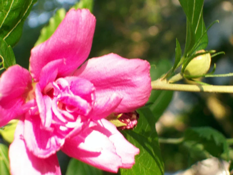Double Purple/Pink Rose of Sharon Unrooted Cuttings - Set of 10 for Outdoor Planting Double Purple/Pink Rose of Sharon Unrooted Cuttings - Set of 10 for Outdoor Planting - Image 7