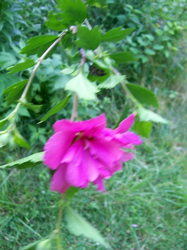 Double Purple/Pink Rose of Sharon Unrooted Cuttings - Set of 10 for Outdoor Planting Double Purple/Pink Rose of Sharon Unrooted Cuttings - Set of 10 for Outdoor Planting - Image 8