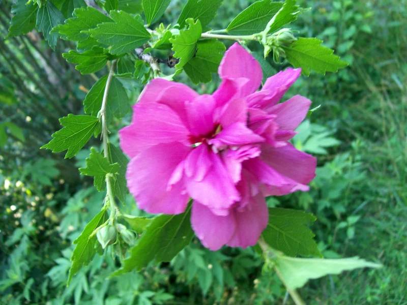 Double Purple/Pink Rose of Sharon Unrooted Cuttings - Set of 10 for Outdoor Planting Double Purple/Pink Rose of Sharon Unrooted Cuttings - Set of 10 for Outdoor Planting - Image 9