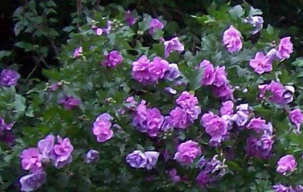 Double Purple/Pink Rose of Sharon Unrooted Cuttings - Set of 10, Outdoor Flowering Shrub - Image 1