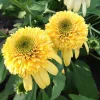 Double Yellow Coneflower Echinacea Live Plant Starter 4-6 Inch Tall Perennial - Image 1