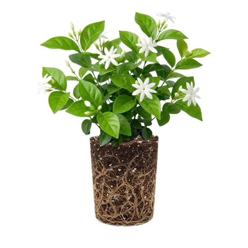 Downy Jasmine Live Plant, 4-8 Inches, Fragrant Flower Vine, Outdoor - Image 2
