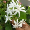Downy Jasmine Live Plant, 4-8 Inches, Fragrant Flower Vine, Outdoor - Image 1