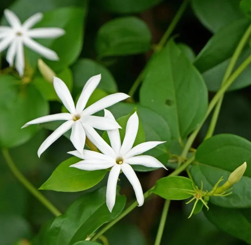 Downy Jasmine Live Plant 4-8” Tall – Fragrant White Flower Vine Outdoor - Image 2