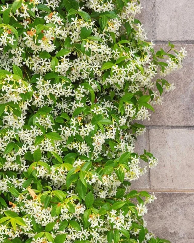 Downy Jasmine Live Plant 4-8” Tall – Fragrant White Flower Vine Outdoor Downy Jasmine Live Plant 4-8” Tall – Fragrant White Flower Vine Outdoor - Image 3