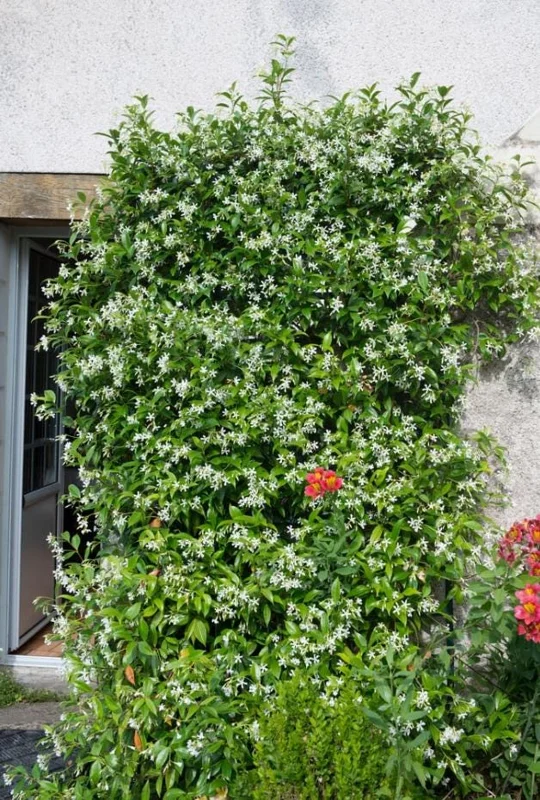 Downy Jasmine Live Plant 4-8” Tall – Fragrant White Flower Vine Outdoor Downy Jasmine Live Plant 4-8” Tall – Fragrant White Flower Vine Outdoor - Image 4