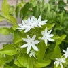 Downy Jasmine Live Plant 4-8” Tall – Fragrant White Flower Vine Outdoor - Image 1