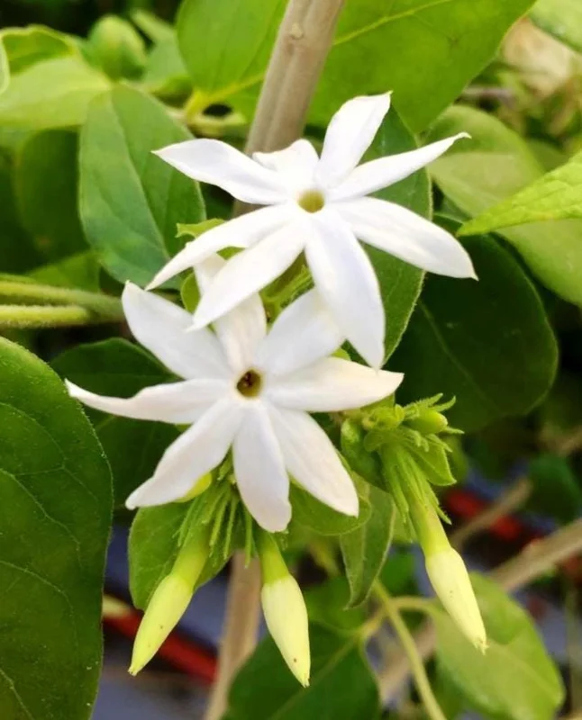 Downy Jasmine Live Plant 4-8” Tall – Fragrant White Flower Vine Outdoor Downy Jasmine Live Plant 4-8” Tall – Fragrant White Flower Vine Outdoor - Image 5