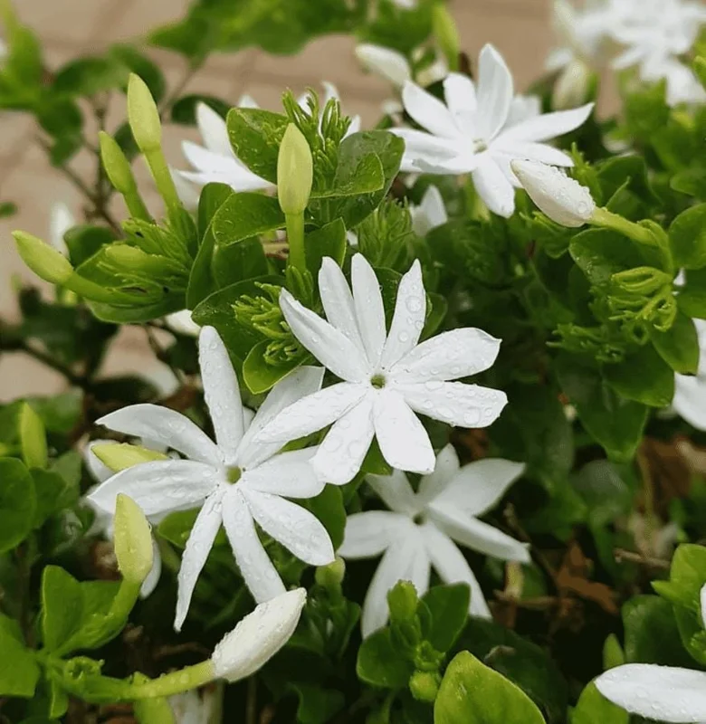 Downy Jasmine Live Plant 4-8” Tall – Fragrant White Flower Vine Outdoor Downy Jasmine Live Plant 4-8” Tall – Fragrant White Flower Vine Outdoor - Image 6