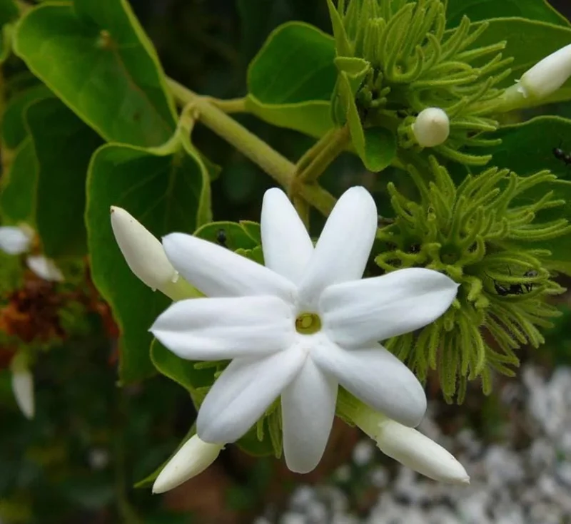 Downy Jasmine Live Plant 4-8” Tall – Fragrant White Flower Vine Outdoor Downy Jasmine Live Plant 4-8” Tall – Fragrant White Flower Vine Outdoor - Image 7