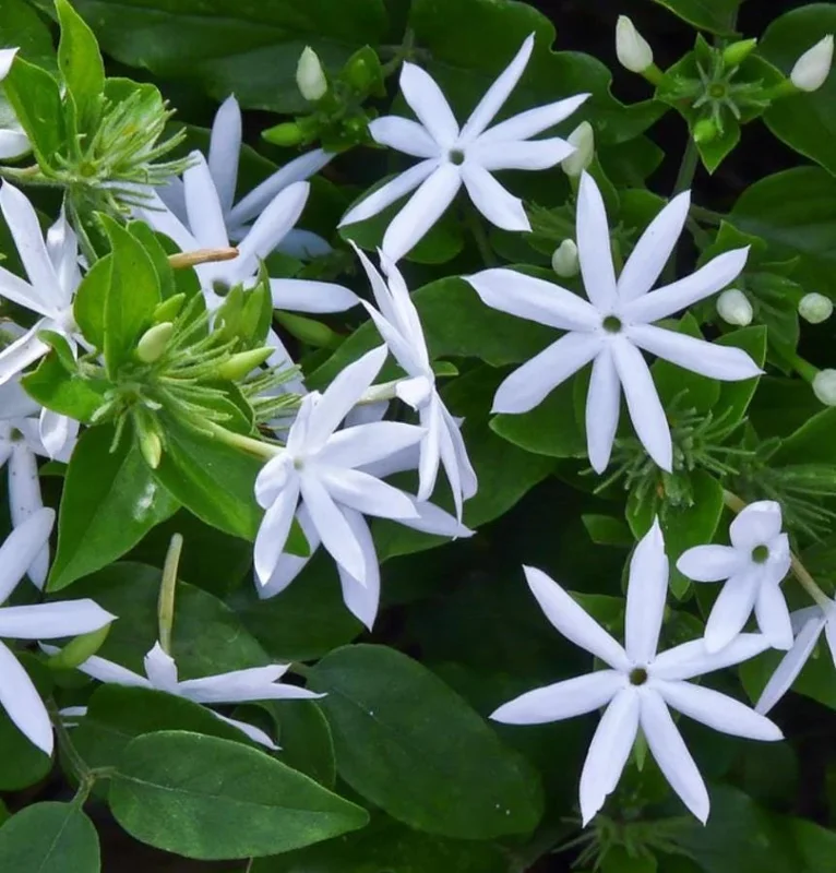 Downy Jasmine Live Plant 4-8” Tall – Fragrant White Flower Vine Outdoor Downy Jasmine Live Plant 4-8” Tall – Fragrant White Flower Vine Outdoor - Image 8