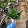 Dracaena Janet Craig Compacta Live Plant - 4in Pot - Indoor Houseplant - Image 1