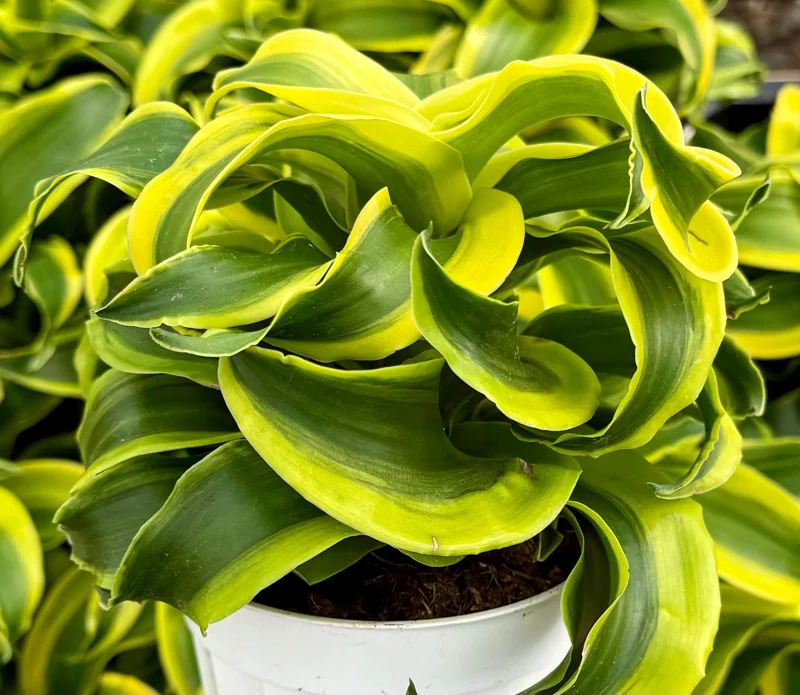 Dracaena Tornado Live Plant - Curly Houseplant, 4 Inch Pot, Indoor Dracaena Tornado Live Plant - Curly Houseplant, 4 Inch Pot, Indoor - Image 2