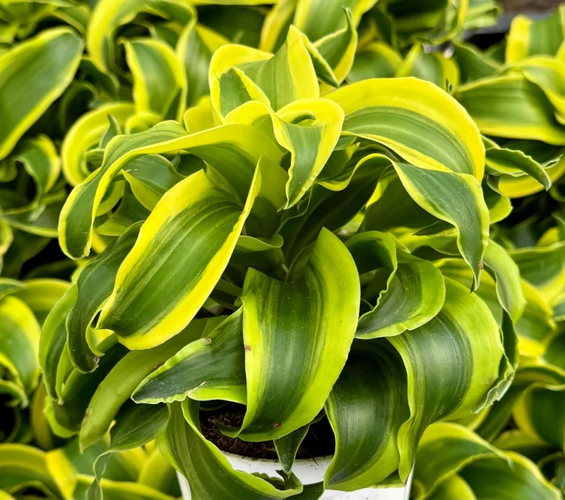 Dracaena Tornado Live Plant - Curly Houseplant, 4 Inch Pot, Indoor Dracaena Tornado Live Plant - Curly Houseplant, 4 Inch Pot, Indoor - Image 3