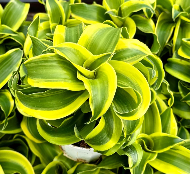 Dracaena Tornado Live Plant - Curly Houseplant, 4 Inch Pot, Indoor Dracaena Tornado Live Plant - Curly Houseplant, 4 Inch Pot, Indoor - Image 4