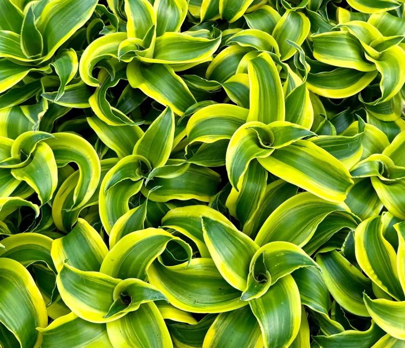 Dracaena Tornado Live Plant - Curly Houseplant, 4 Inch Pot, Indoor Dracaena Tornado Live Plant - Curly Houseplant, 4 Inch Pot, Indoor - Image 5