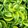 Dracaena Tornado Live Plant - Curly Houseplant, 4 Inch Pot, Indoor Dracaena Tornado Live Plant - Curly Houseplant, 4 Inch Pot, Indoor - Image 1