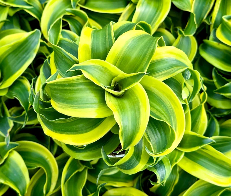 Dracaena Tornado Live Plant - Curly Houseplant, 4 Inch Pot, Indoor Dracaena Tornado Live Plant - Curly Houseplant, 4 Inch Pot, Indoor - Image 1