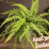Dragon's Tail Fern Live Plant - Asplenium ebenoides - 2 Inch Pot - Miniature Indoor - Image 1