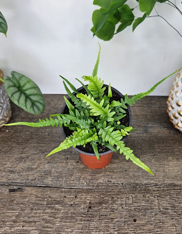 Dragon's Tail Fern Live Plant - Rare Asplenium ebenoides 4 Inch Pot - Tropical Houseplant - Image 2