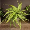 Dragon's Tail Fern Live Plant - Rare Asplenium ebenoides 4 Inch Pot - Tropical Houseplant - Image 1