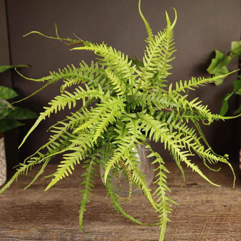 Dragon's Tail Fern Live Plant - Rare Asplenium ebenoides 4 Inch Pot - Tropical Houseplant - Image 1
