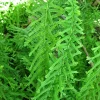Dre's Dagger Fern Spores - Hardy Victoria Fern Seeds, Perennial, Outdoor, 1001 Count - Image 1