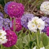 Drumstick Primrose Mix Live Plant - Primula Denticulata - Starter, 5-7 Inch Tall, Colorful Flowers - Image 1