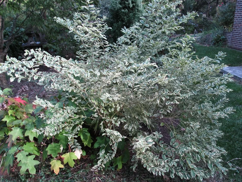 Duet Variegated Beautyberry Live Plant - Callicarpa dichotoma Duet, 12+ Inches Tall, Outdoor Shrub Duet Variegated Beautyberry Live Plant - Callicarpa dichotoma Duet, 12+ Inches Tall, Outdoor Shrub - Image 2