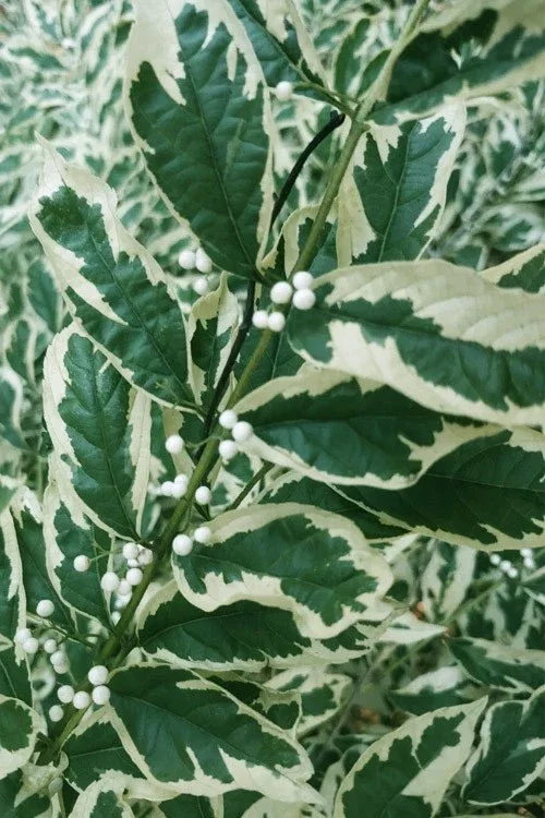 Duet Variegated Beautyberry Live Plant - Callicarpa dichotoma Duet - 12+ Inches Tall Outdoor Shrub Duet Variegated Beautyberry Live Plant - Callicarpa dichotoma Duet - 12+ Inches Tall Outdoor Shrub - Image 3