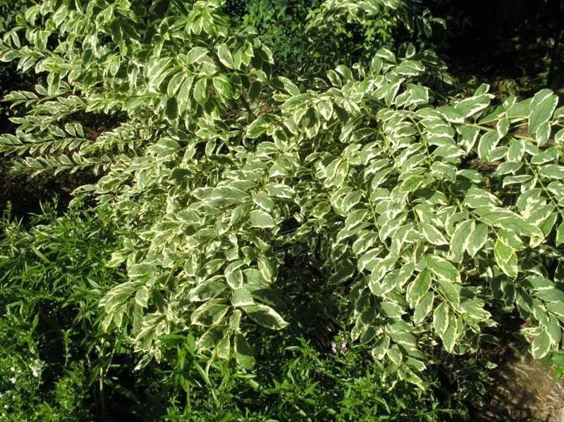 Duet Variegated Beautyberry Live Plant - Callicarpa dichotoma Duet, 12+ Inches Tall, Outdoor Shrub Duet Variegated Beautyberry Live Plant - Callicarpa dichotoma Duet, 12+ Inches Tall, Outdoor Shrub - Image 4