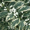 Duet Variegated Beautyberry Live Plant - Callicarpa dichotoma, 12+ Inches Tall, Outdoor Shrub - Image 1