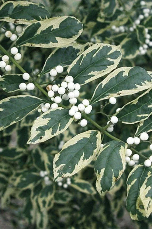 Duet Variegated Beautyberry Live Plant - Callicarpa dichotoma, 12+ Inches Tall, Outdoor Shrub - Image 1