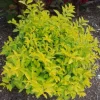 Duranta Yellow Shrub Live Plant Set of 2 - 3-6" Tall Golden Dewdrop for Garden - Image 1