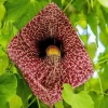 Dutchman's Pipe Vine Live Plant – Tropical Foliage – 4-6 Inch Tall - Image 1