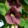 Dutchman's Pipe Vine Live Plants, 2-Pack, 6-12 Inches Tall, Fast-Growing Tropical Climber, Bare Root - Image 1