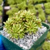 Dwarf Aeonium Sedifolium Live Succulent Plant – Rare 4 Inch Pot – Indoor/Outdoor Dwarf Aeonium Sedifolium Live Succulent Plant – Rare 4 Inch Pot – Indoor/Outdoor - Image 1